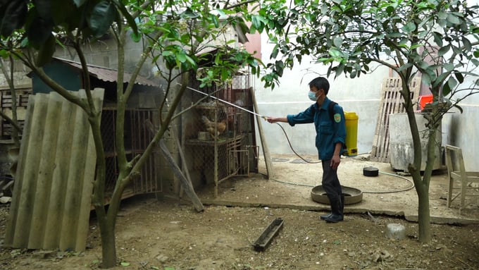 Phun tiêu độc khử trùng tại các hộ chăn nuôi nhỏ lẻ để phòng, chống dịch bệnh. Ảnh: Nguyễn Thành.