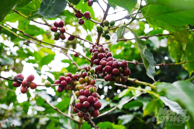 Nhãn hiệu 'cà phê Việt Nam' chất lượng cao đã nộp đơn đăng ký tại Cục Sở hữu trí tuệ. Ảnh: Nguyễn Thủy.